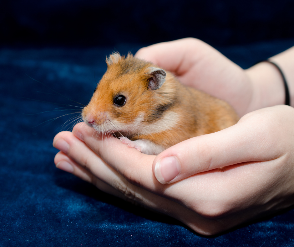 How Long Do HAMSTERS LIVE? 🐹 Average Hamster Life Expectancy