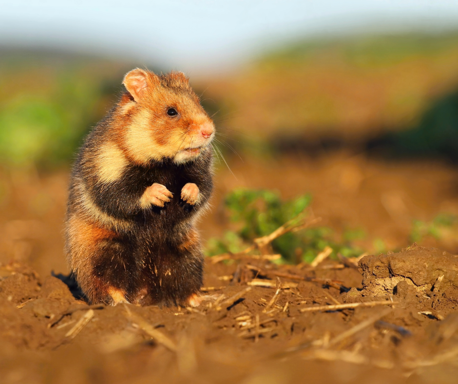 Everything You Need to Know About Hamsters - Vital Pet Club - Pet