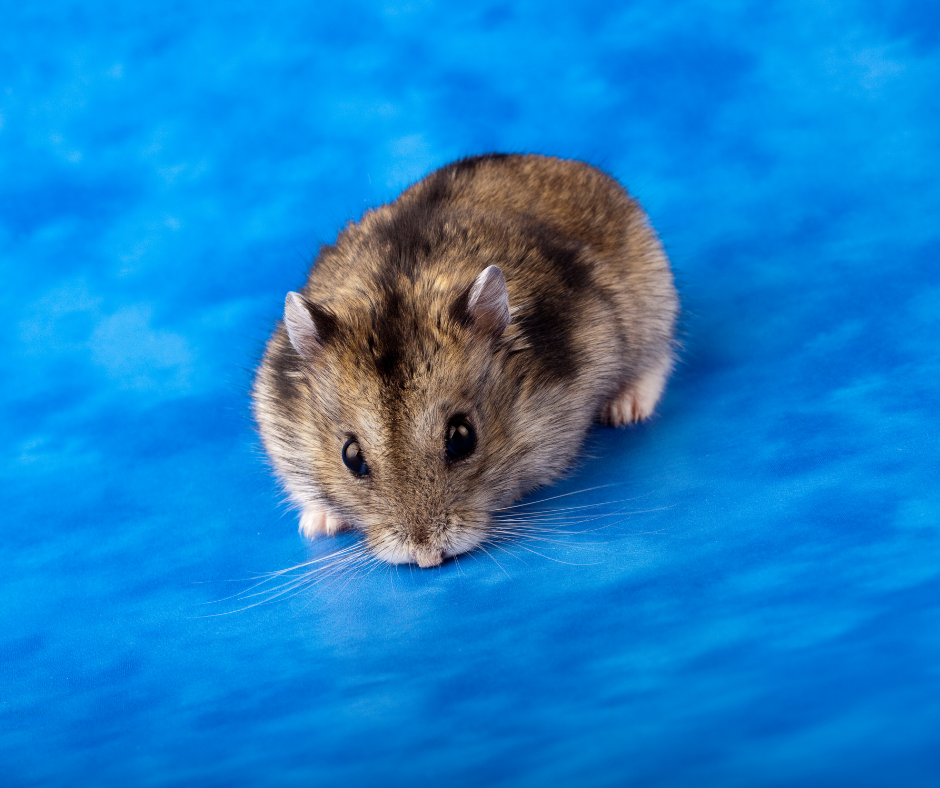 Dwarf Hamster Lifespan – How Long Will Your Dwarf Hamster Live