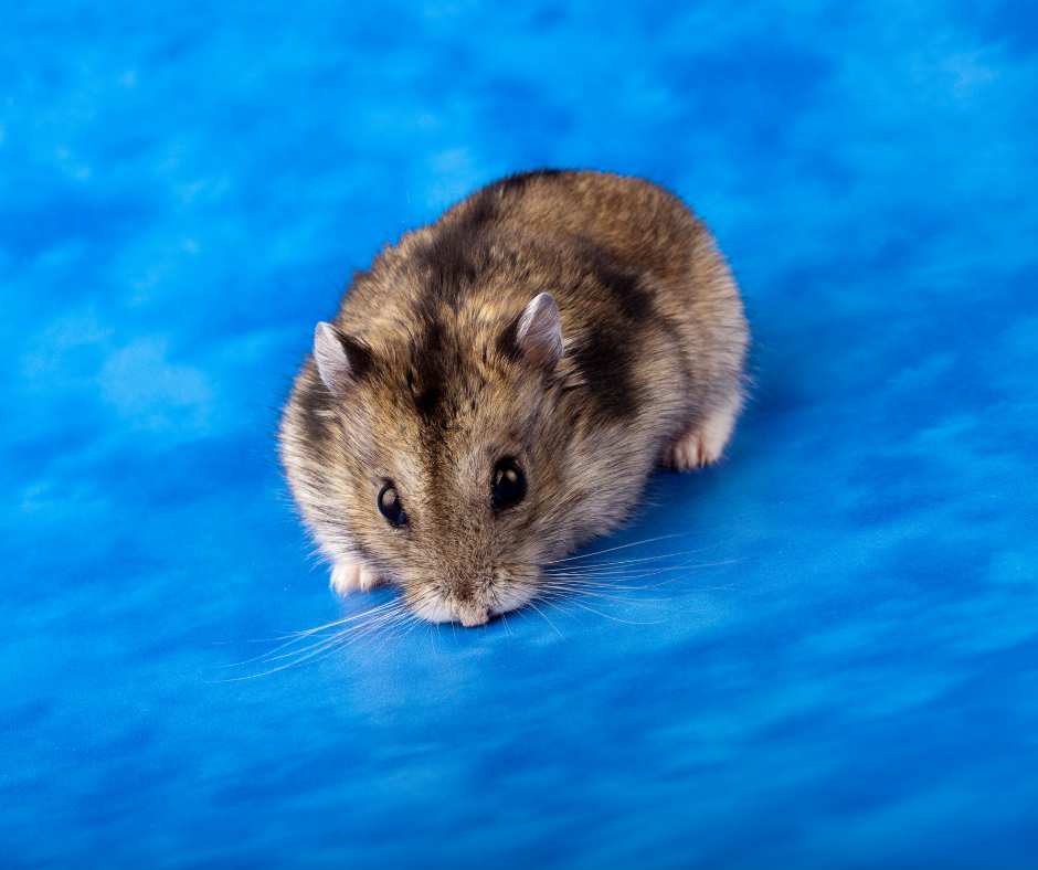 How long do hamsters live? What is the average lifespan of a hamster?