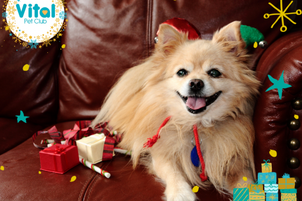 Pawfect prezzies for your pooch this Christmas