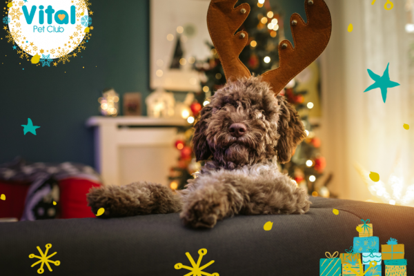 Christmas gifts for pet owners