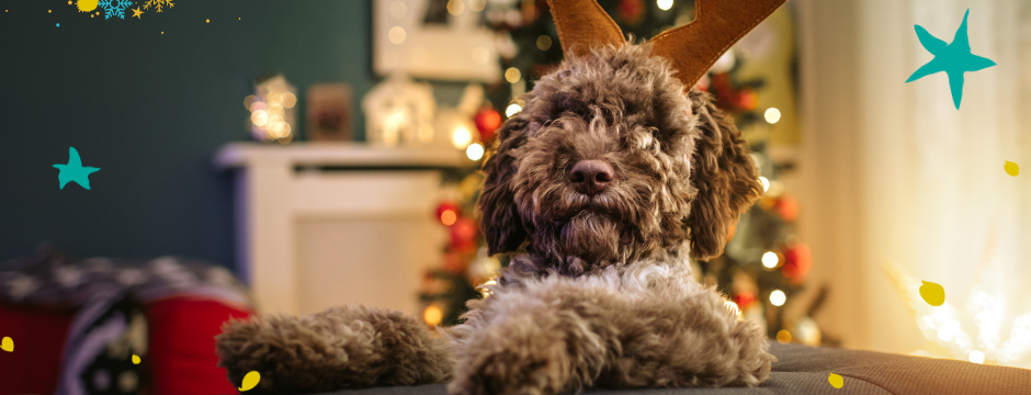 Christmas gifts for pet owners