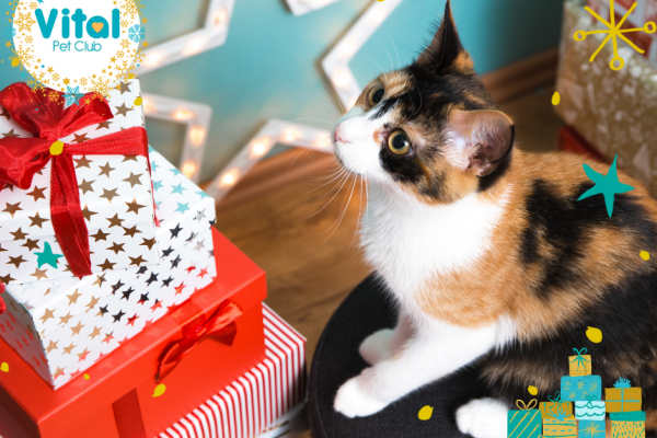 Your guide to Christmas cat gifts