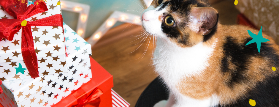 Your guide to Christmas cat gifts