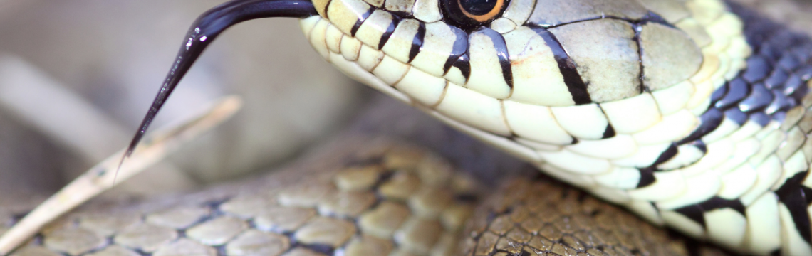 Reptile Anatomy – Fun Facts!