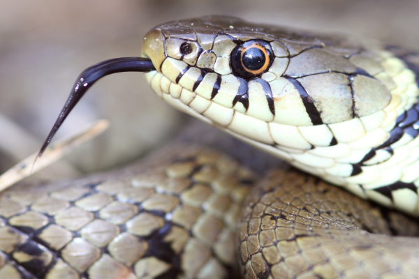 Reptile Anatomy – Fun Facts!