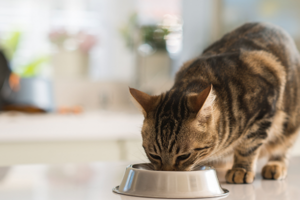 Can a cat eat dog food?