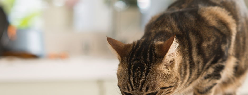 Can A Cat Eat Dog Food Vital Pet Club Expert Pet Advice From Vets