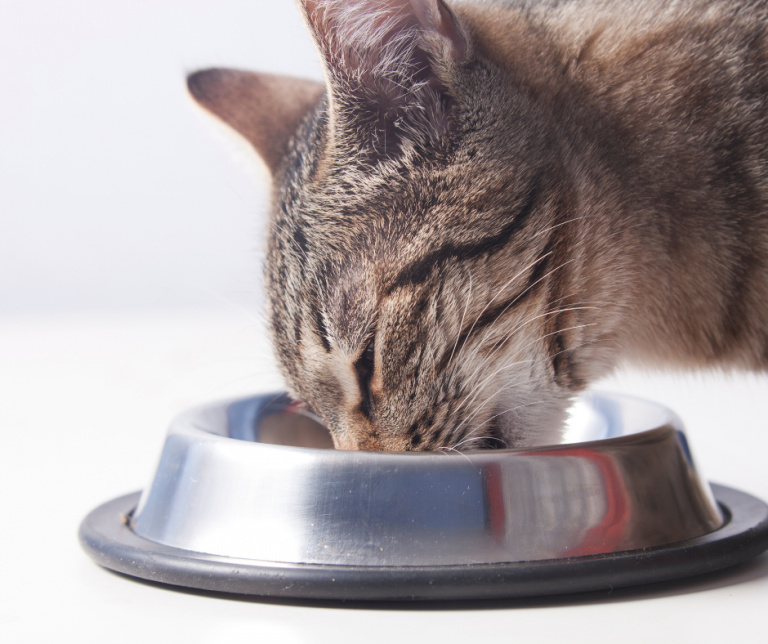 Can A Cat Eat Dog Food Vital Pet Club Expert Pet Advice From Vets Can A Cat Eat Dog Food Vital Pet Club Expert Pet Advice From Vets