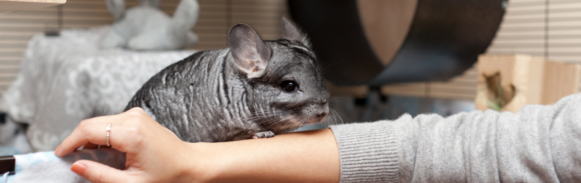 Handling and training your Chinchilla