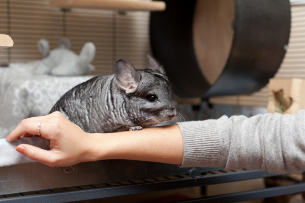 Handling and training your Chinchilla