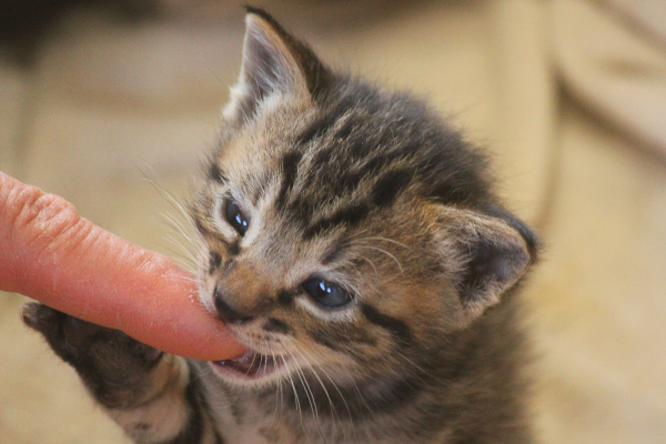 What to do if your kitten keeps biting