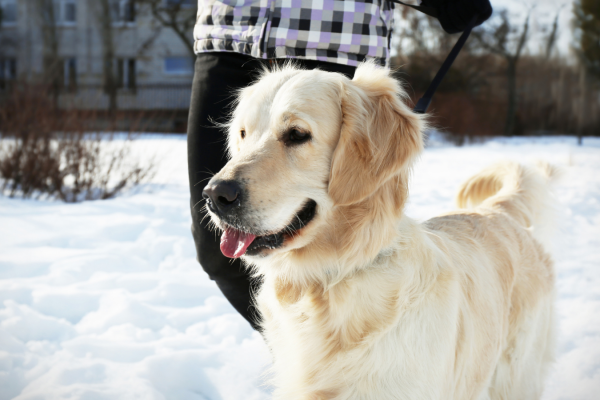 Winter Dog Walking Top Tips