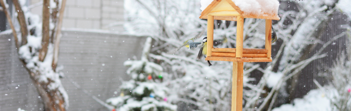 Wild birds in winter