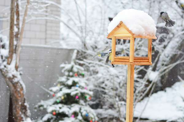 Wild birds in winter