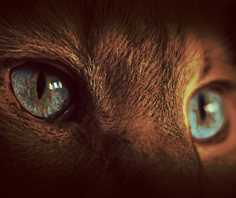 Can Cats See In The Dark?