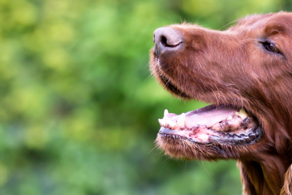 Best dog dental chews