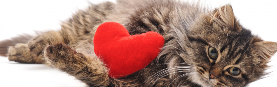 Signs that your cat loves you