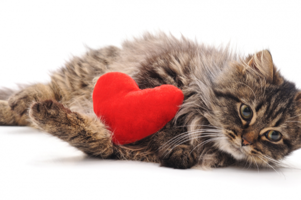 Signs that your cat loves you