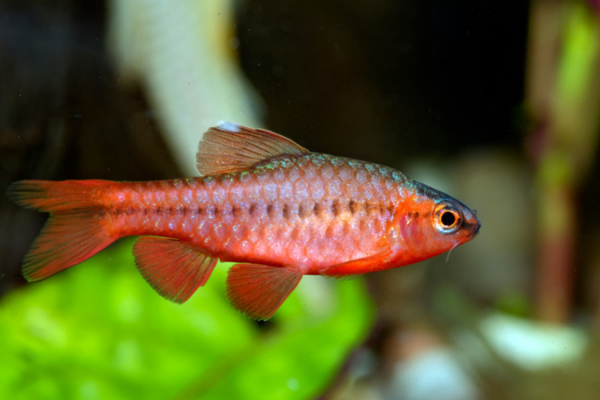 Best types of fish for pets