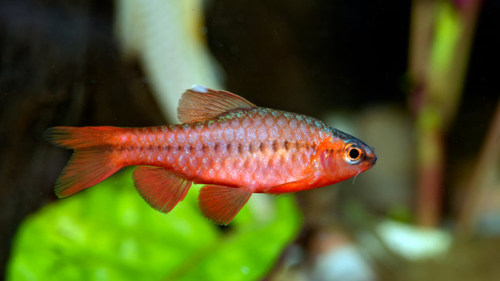 Best types of fish for pets Vital Pet Club Expert pet advice from vets