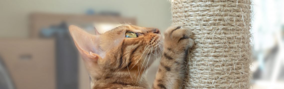 Top tips for preventing boredom in indoor cats