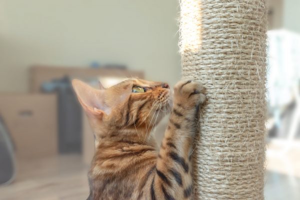 Top tips for preventing boredom in indoor cats