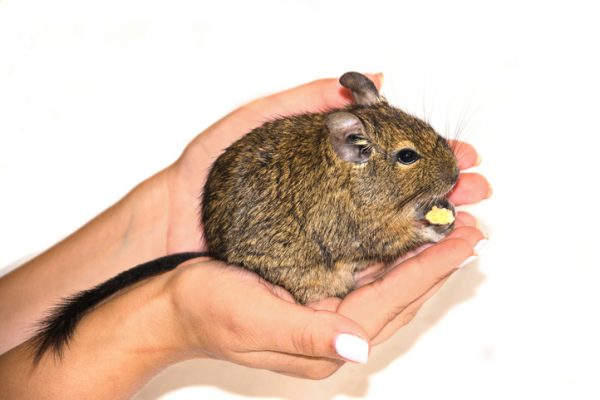 5 Fun Facts About Degus