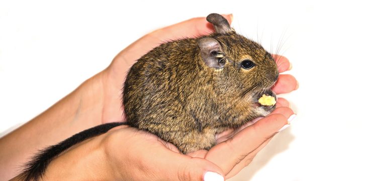 5 Fun Facts About Degus