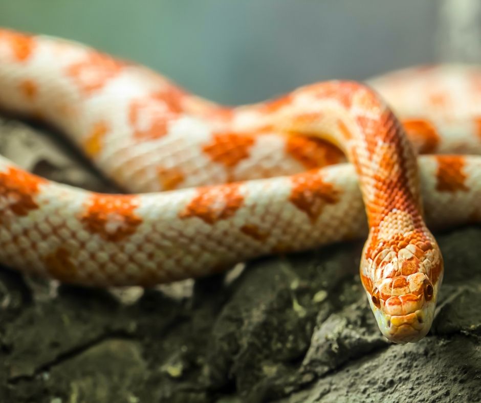 Pet snake on log