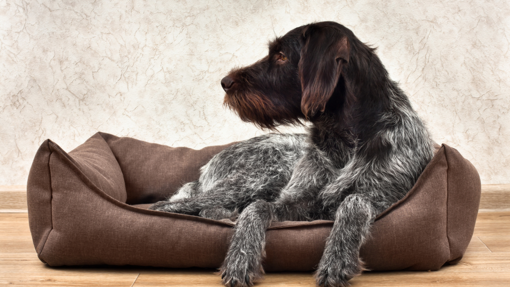 How to choose a dog bed Vital Pet Club Expert pet advice from vets