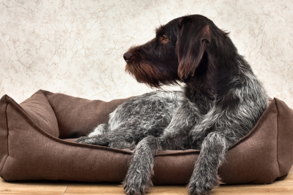 How to choose a dog bed