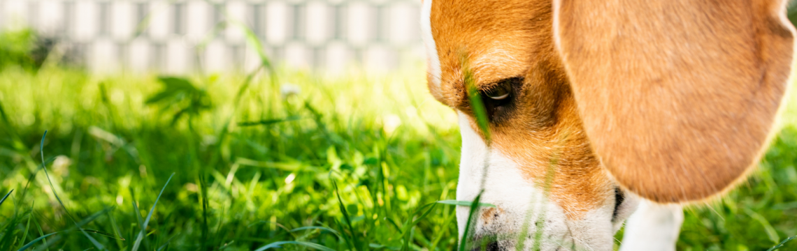 Why do dogs eat grass?