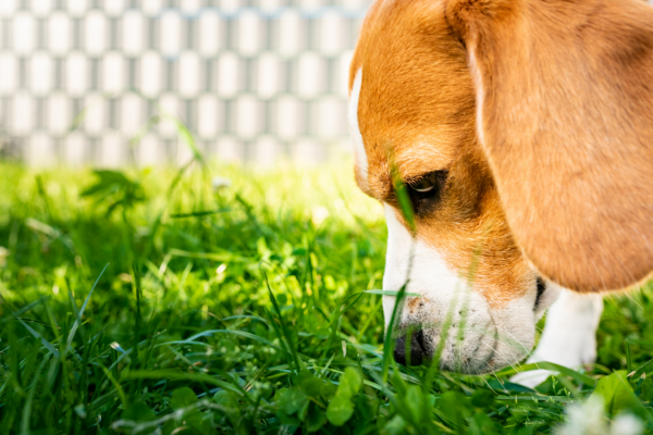 Why do dogs eat grass?