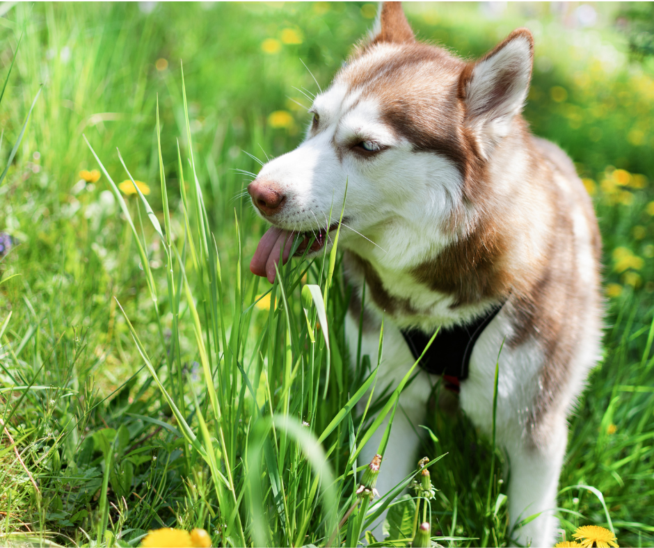 dogs eating grass