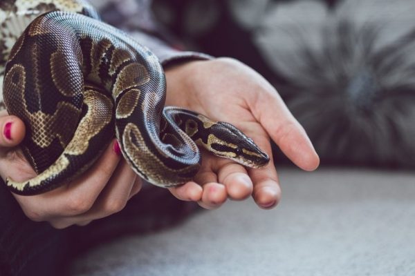 Pet reptiles for beginners