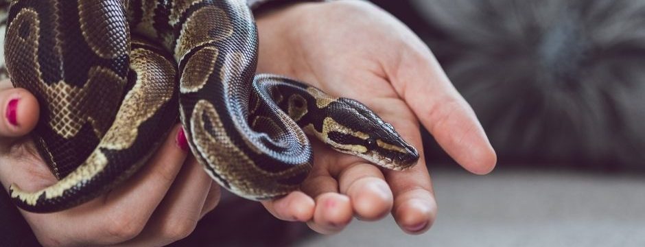 Pet reptiles for beginners