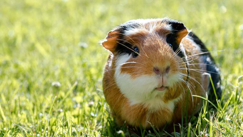 Caring for guinea pigs in summer Vital Pet Club Expert pet advice