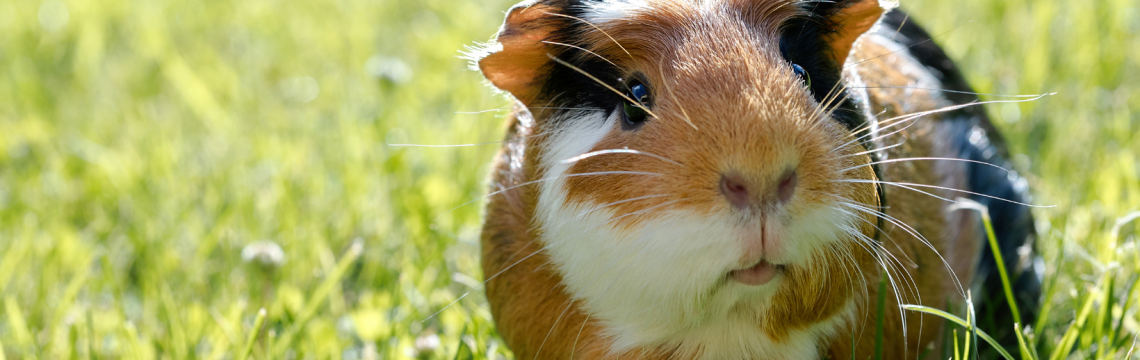 Caring for guinea pigs in summer