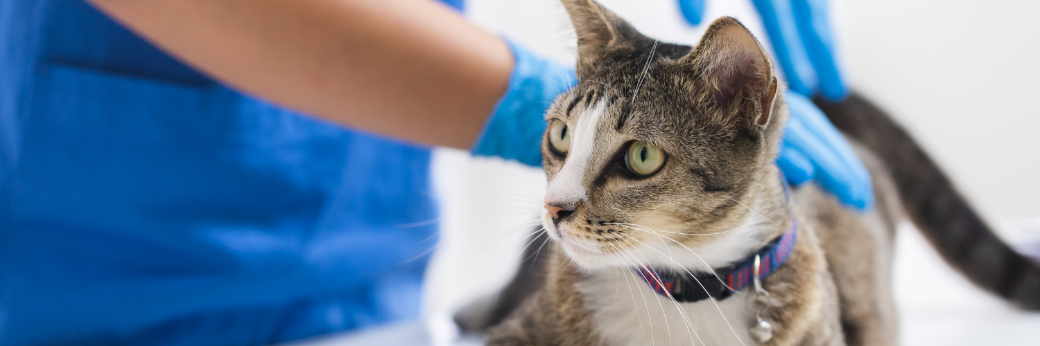 Signs your cat needs to go to the vet Vital Pet Club
