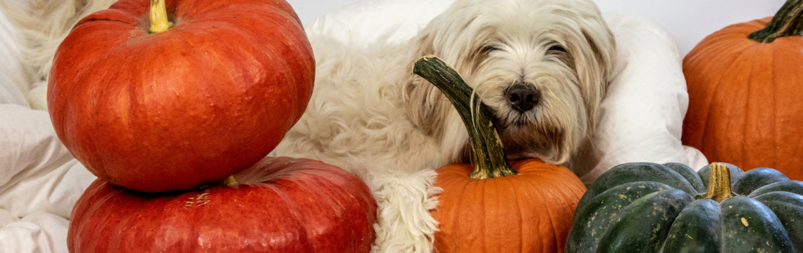 Halloween pet safety: tips, tricks and treats