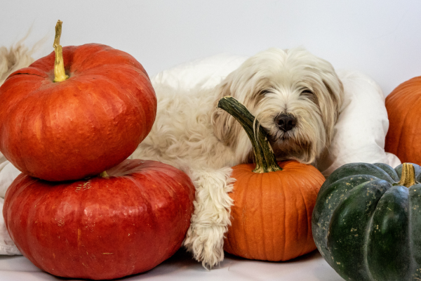 Halloween pet safety: tips, tricks and treats